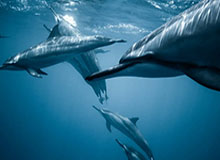 世界杯直播下载官网-圣汉达为国米守住3分 孔蒂变阵退守反倒险送好局